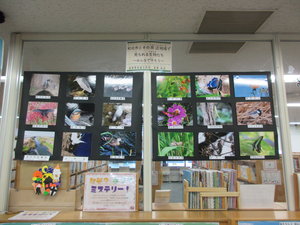 写真展示和光市とその周辺地域で見られる生物たち